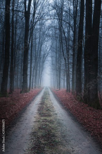 Slavonia region, Croatia, 09.02.2019. - Road in forest at early winter foggy 