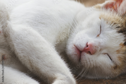 mouth of sleeping white cat