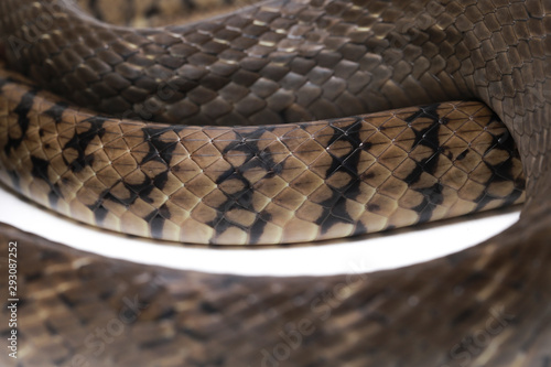 Ptyas mucosa, commonly known as the oriental ratsnake, Indian rat snake, a common species of colubrid snake found in parts of South and Southeast Asia. Isolated on white background. photo