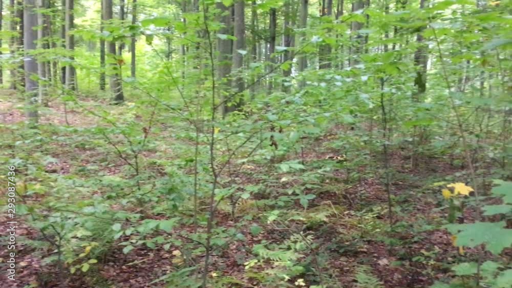 Passage on an abandoned road in the forest
