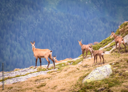 Switzerland chamois on the mountain