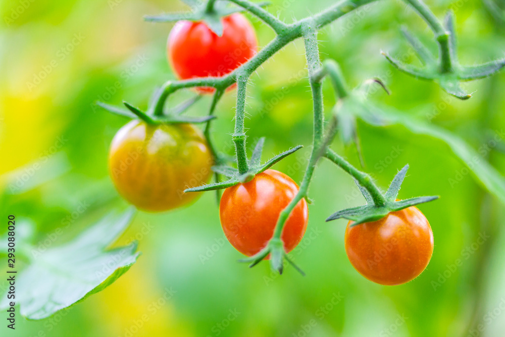 Fresh ripe red and not ripe yet tomatoes hanging on the vine of a tomato plant in the garden. Fresh ripe red and not ripe yet tomatoes hanging on the vine of a tomato plant in the garden.