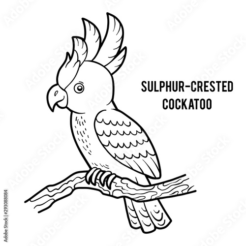 Coloring book, Sulphur-crested cockatoo