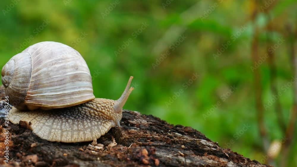 Forest snail creeping on a tree in the forest Forest snail creeping on a tree in the forest