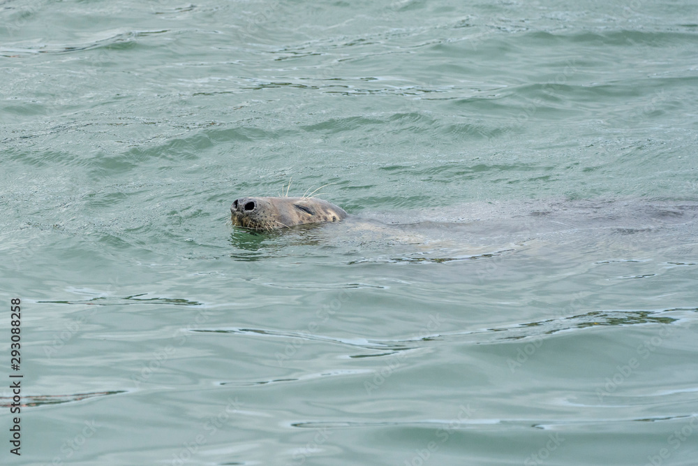 Fototapeta premium Seal at Howth harbor.