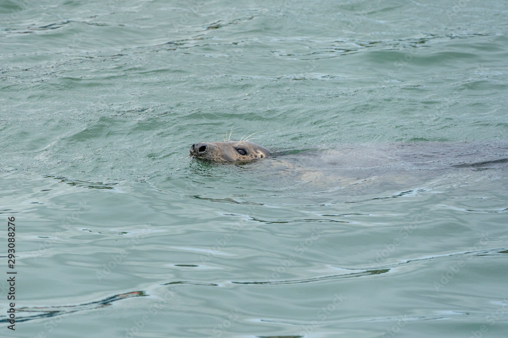 Fototapeta premium Seal at Howth harbor.