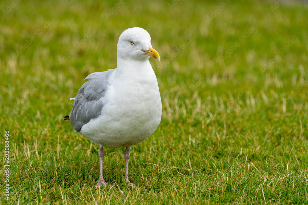 Yellow-legged gull (larus michahellis) in Howth harbor. Yellow-legged gull (larus michahellis) in Howth harbor.