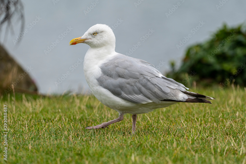 Yellow-legged gull (larus michahellis) in Howth harbor. Yellow-legged gull (larus michahellis) in Howth harbor.