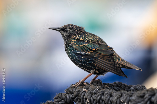 Foto European starling in Howth habror.