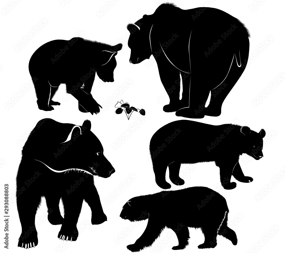 Naklejka premium Set of silhouettes of bears. Vector Bears Collection