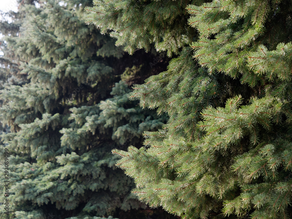 spruce green branches in the sunshine background spruce green branches in the sunshine background