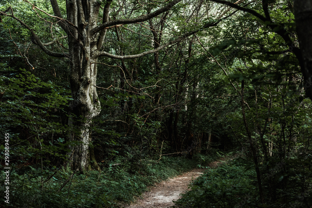 sunshine on path near green trees in dark woods sunshine on path near green trees in dark woods