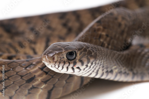 Ptyas mucosa, commonly known as the oriental ratsnake, Indian rat snake, a common species of colubrid snake found in parts of South and Southeast Asia. Isolated on white background. photo