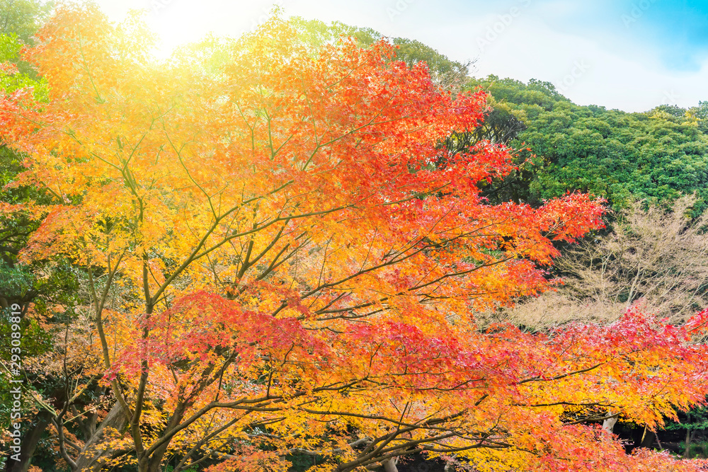 Tokyo Metropolitan Park KyuFurukawa japanese garden's forest of maples and pines trees in autumn.