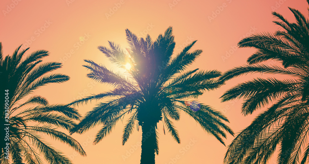 Date palm tree against colorful sky with sunset sun. Beautiful nature background. Summer vacation, travel and tropical beach concept.