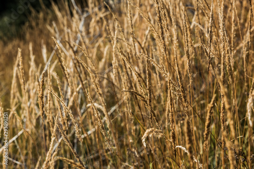 selective focus of yellow barley in golden meadow