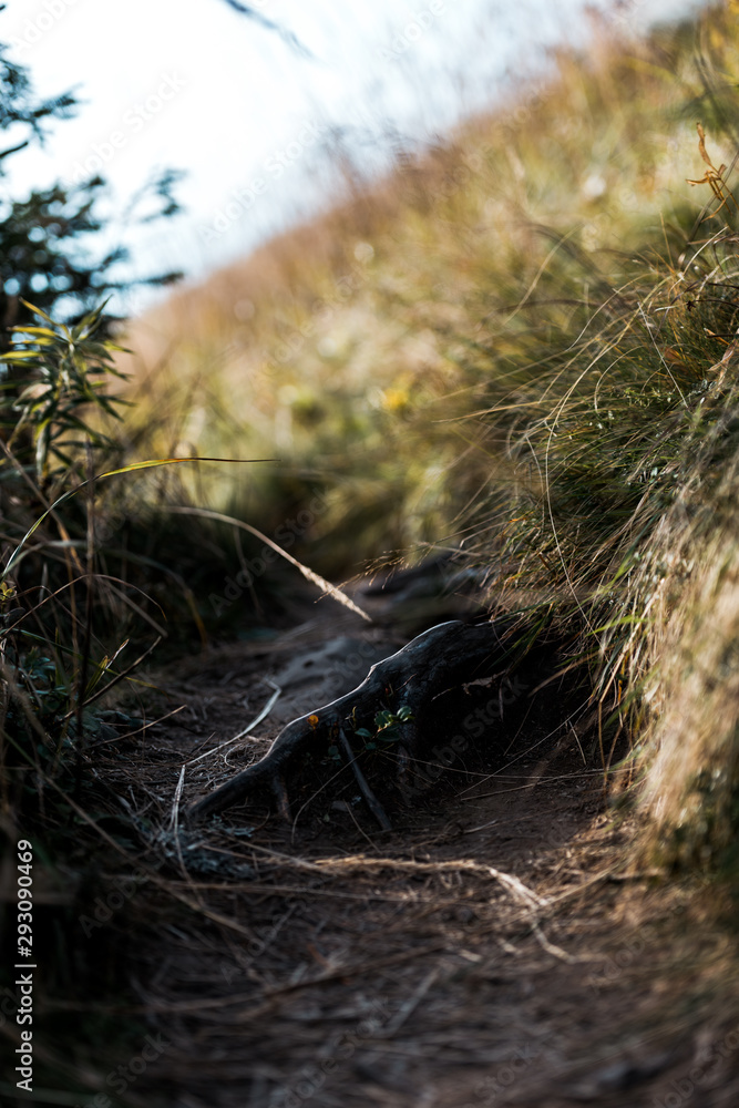 selective focus of walkway near grassy field selective focus of walkway near grassy field