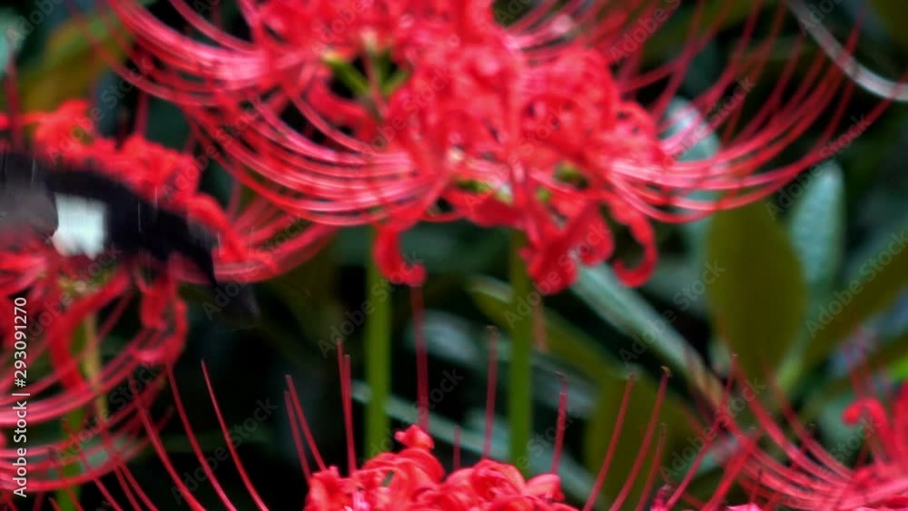 モンキアゲハと彼岸花 4K. The Red Helen butterfly flying over the Red Spider Lily flowers. モンキアゲハと彼岸花 4K. The Red Helen butterfly flying over the Red Spider Lily flowers.