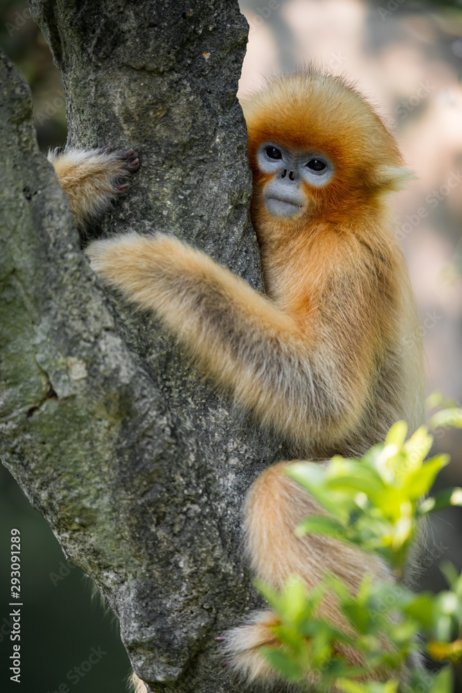 Obraz premium A snub-nosed monkey kid hold a trunk