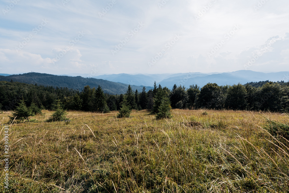 golden lawn in mountains with green trees against sky golden lawn in mountains with green trees against sky