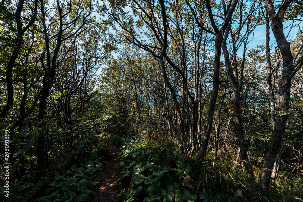 sunlight on branches with leaves on trees in woods sunlight on branches with leaves on trees in woods