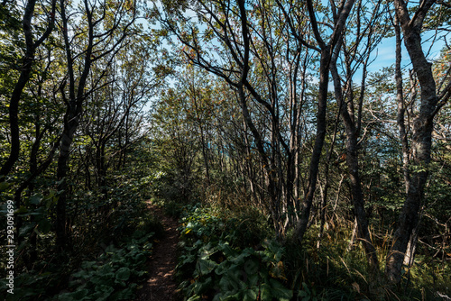 sunlight on branches with leaves on trees in woods