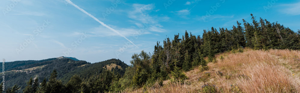 panoramic shot of evergreen pines near golden field against sky