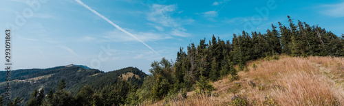 panoramic shot of evergreen pines near golden field against sky