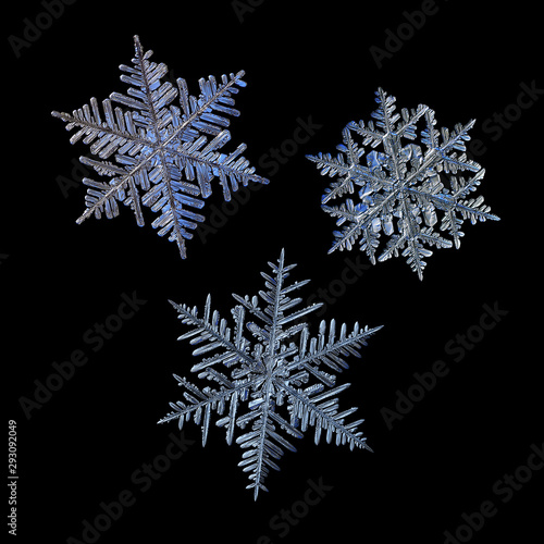 Three snowflakes isolated on black background. Macro photo of real snow crystals: elegant stellar dendrites with complex structure, hexagonal symmetry, flat, fragile arms and intricate inner details.
