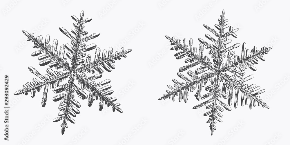 Two snowflakes isolated on white background. Vector illustration based on macro photos of real snow crystals: stellar dendrites with fine hexagonal symmetry, complex inner structure and ornate shapes. Two snowflakes isolated on white background. Vector illustration based on macro photos of real snow crystals: stellar dendrites with fine hexagonal symmetry, complex inner structure and ornate shapes.