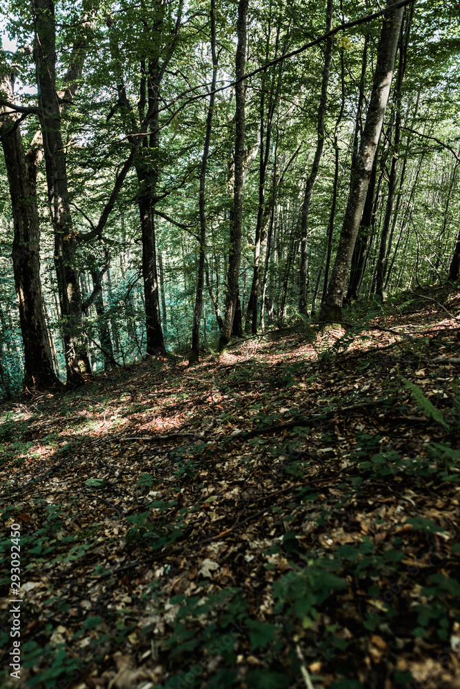 Fototapeta premium shadows on ground near trees with green fresh leaves in forest