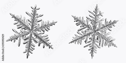 Two snowflakes isolated on white background. Vector illustration based on macro photos of real snow crystals: stellar dendrites with fine hexagonal symmetry, complex inner structure and ornate shapes.