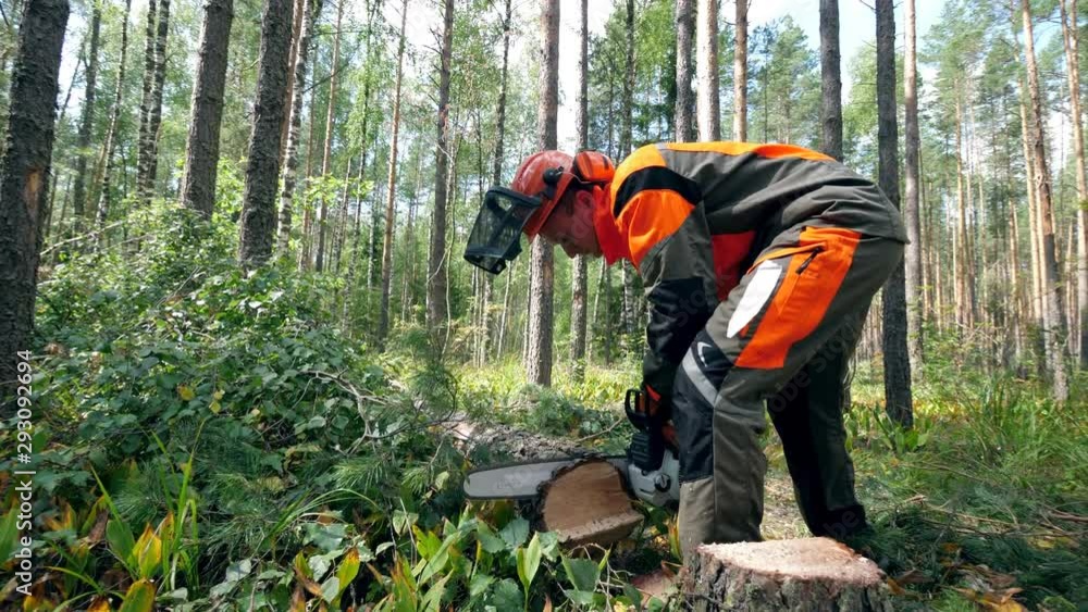 Woodman is sawing a felled pine tree. Deforestation, forest cutting ...