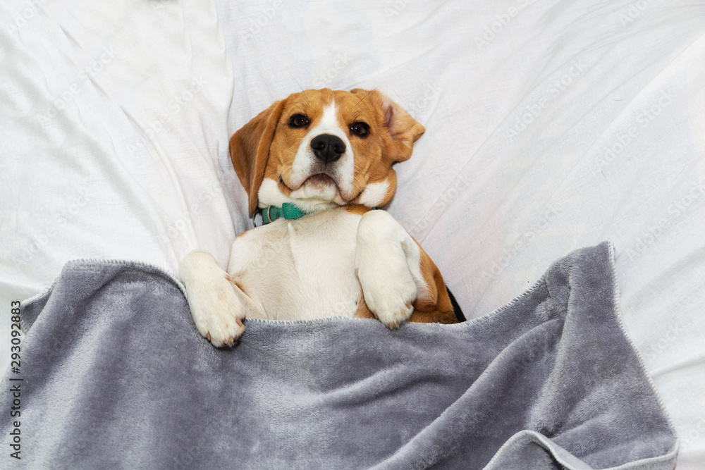 A lazy Beagle lies in his master's bed. Pet A lazy Beagle lies in his master's bed. Pet