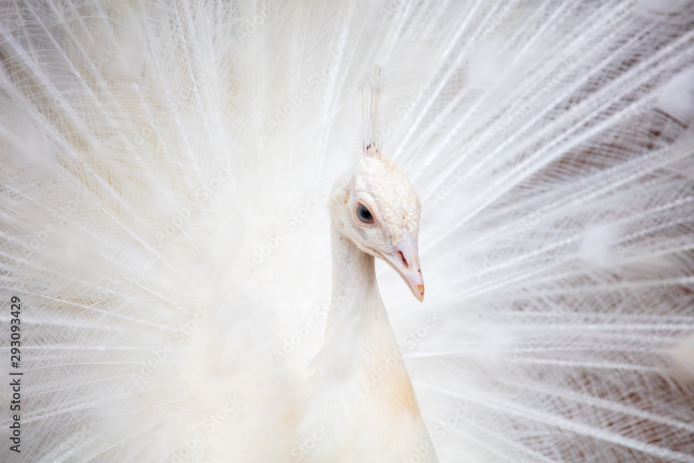 Fototapeta premium Portrait of a white peacock in the park