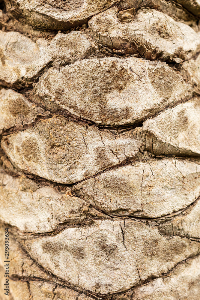 Fototapeta premium Bark on a palm tree as an abstract background