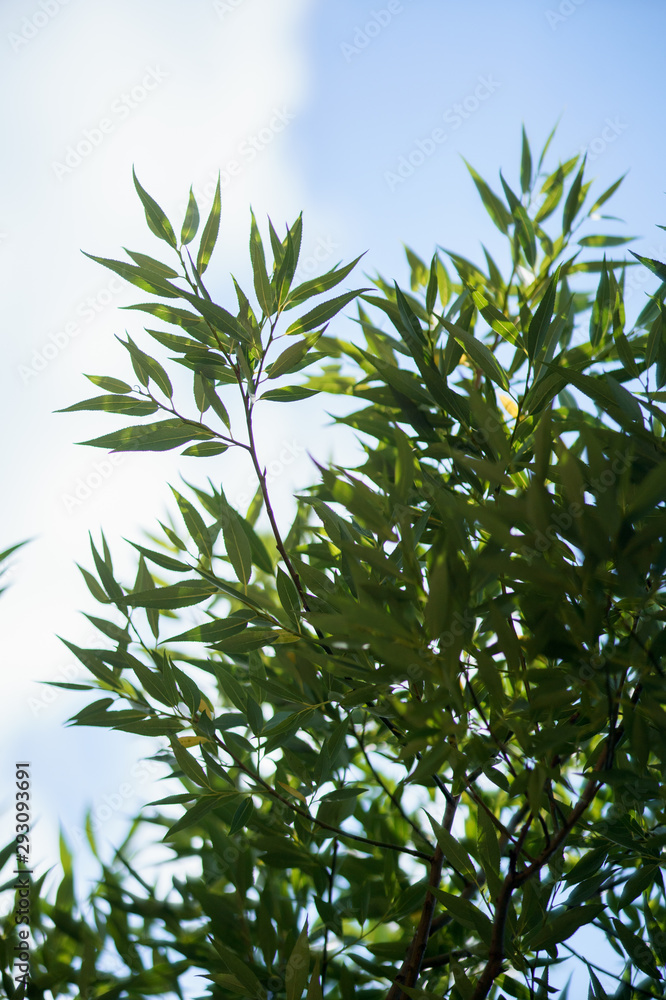 A green willow leafs in front of blue sky backgroung A green willow leafs in front of blue sky backgroung