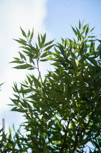 A green willow leafs in front of blue sky backgroung