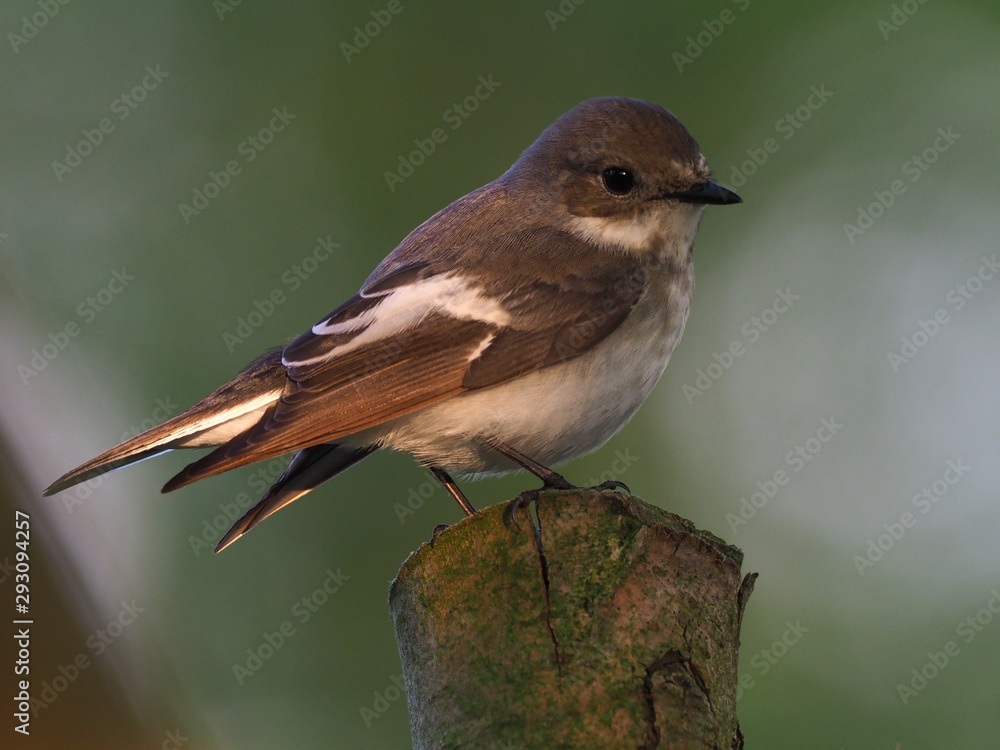 Fototapeta premium Trauerschnäpper