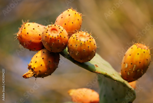 Fruits on a cactus in nature