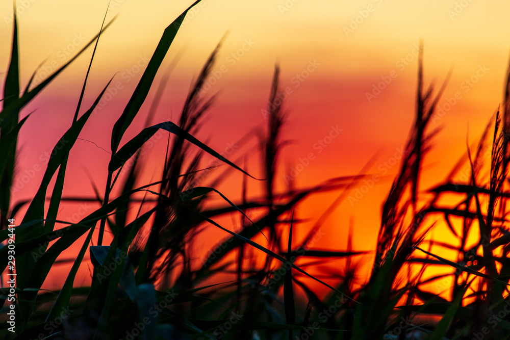 Silhouette of bulrush on sunset background Silhouette of bulrush on sunset background