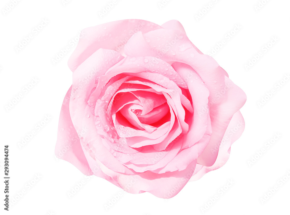 Pink rose flowers fresh sweet patterns head with water drops isolated on white background top view - obrazy, fototapety, plakaty 