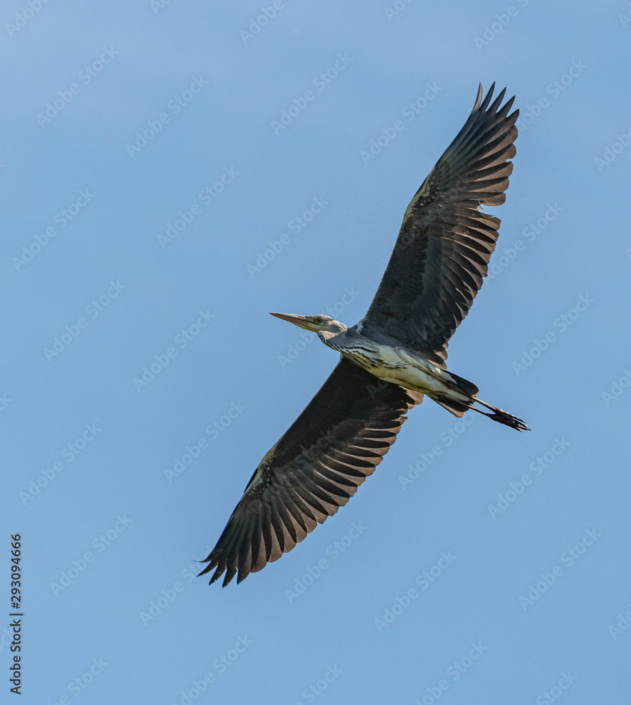 Obraz premium great blue heron in flight