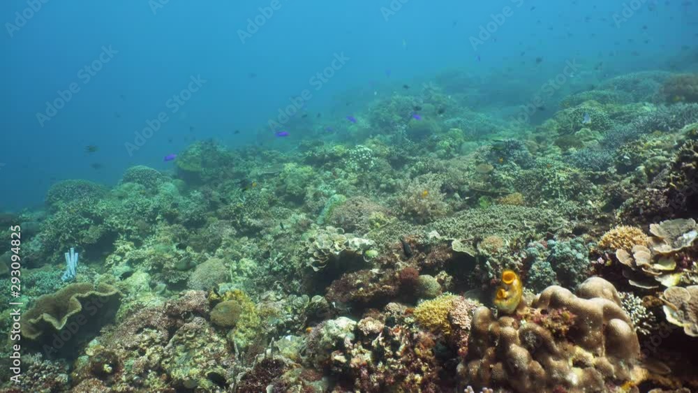 Coral reef underwater with fishes and marine life. Coral reef and tropical fish. Camiguin, Philippines. Coral reef underwater with fishes and marine life. Coral reef and tropical fish. Camiguin, Philippines.