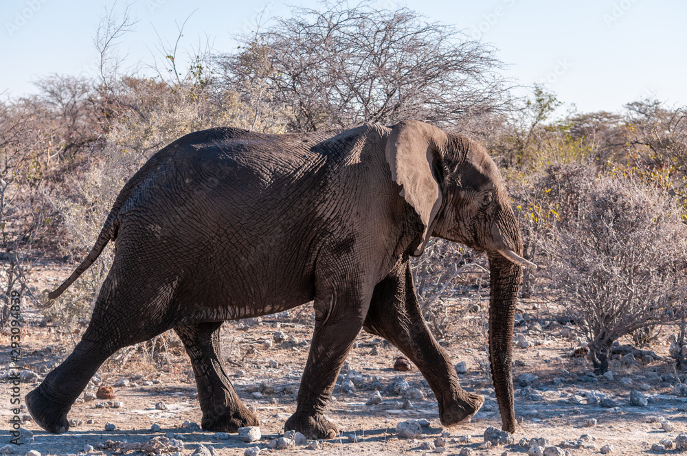 Fototapeta premium An adult African Elephant -Loxodonta Africana- walking past after having taken a bath in a waterhole.