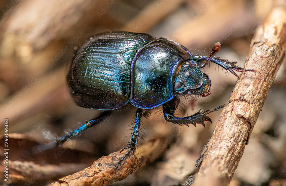 black beetle black beetle