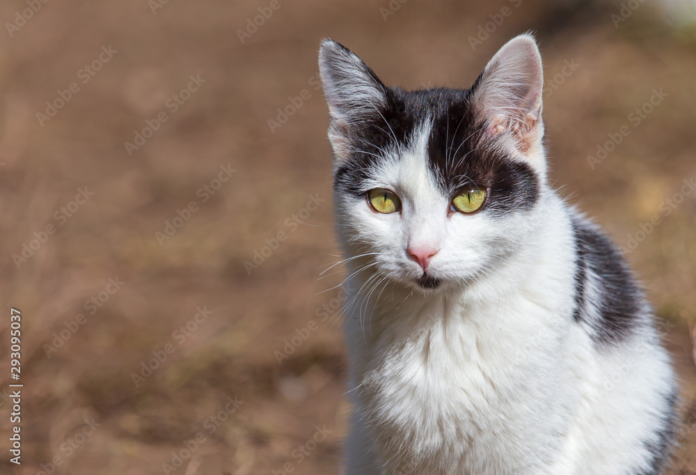 Portrait of a cat in the garden Portrait of a cat in the garden
