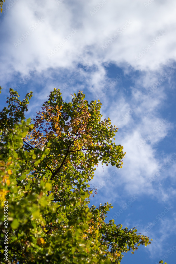 Fall colours as leaves fall against blue sky Fall colours as leaves fall against blue sky