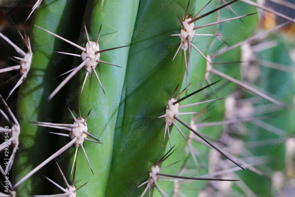 Cactus Cactus
