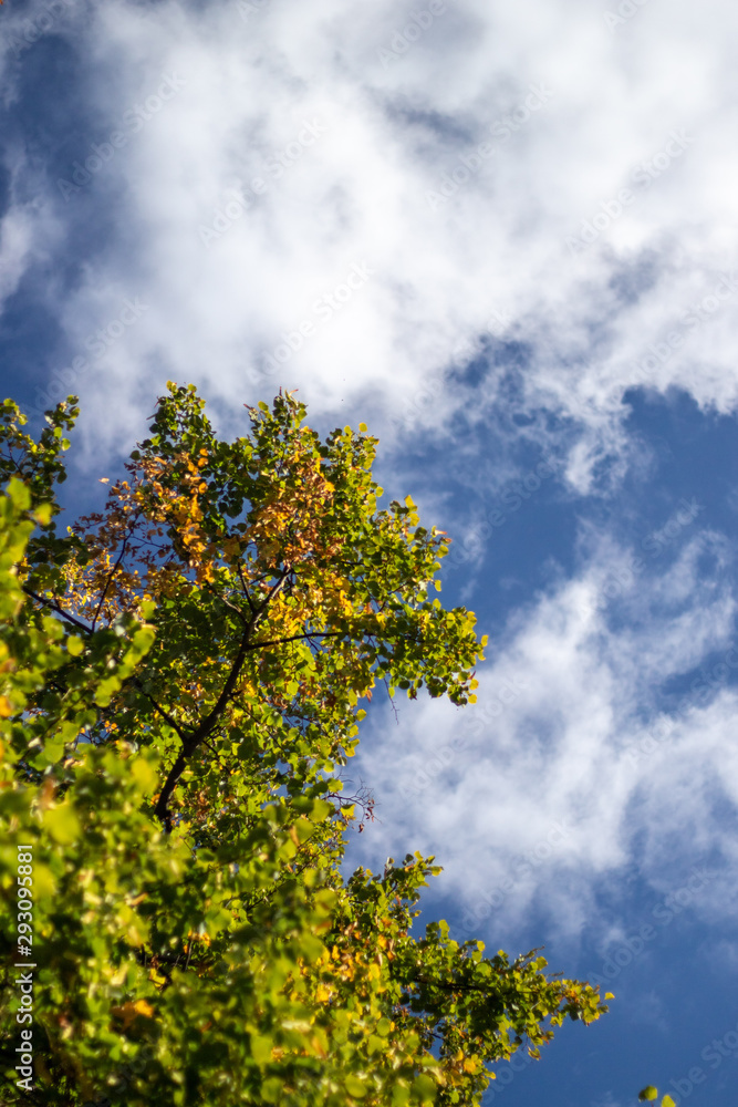 Fall colours as leaves fall against blue sky Fall colours as leaves fall against blue sky